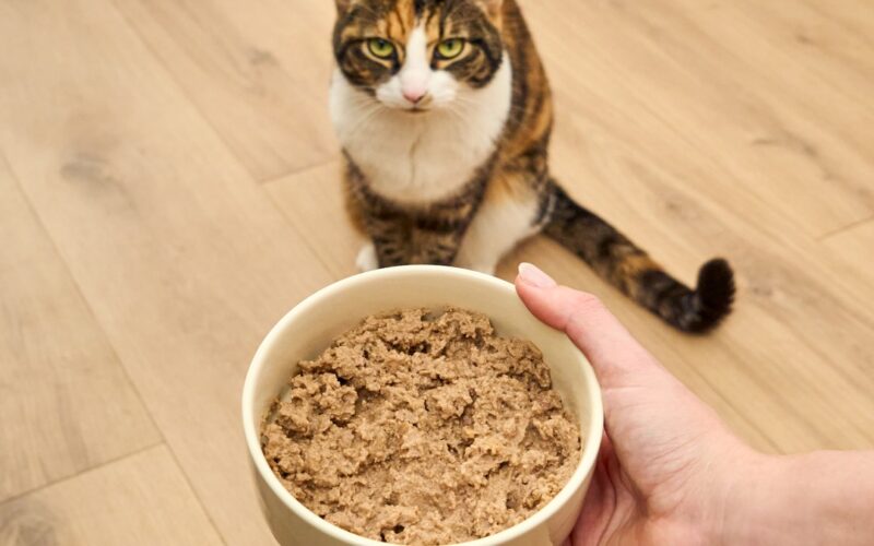 OFP-Cat-Wet-Food-Pate-recipe-fea